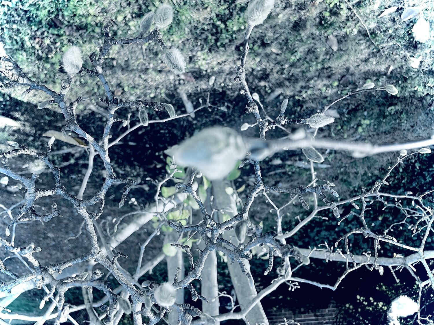 Reveria Cecilia Finotti