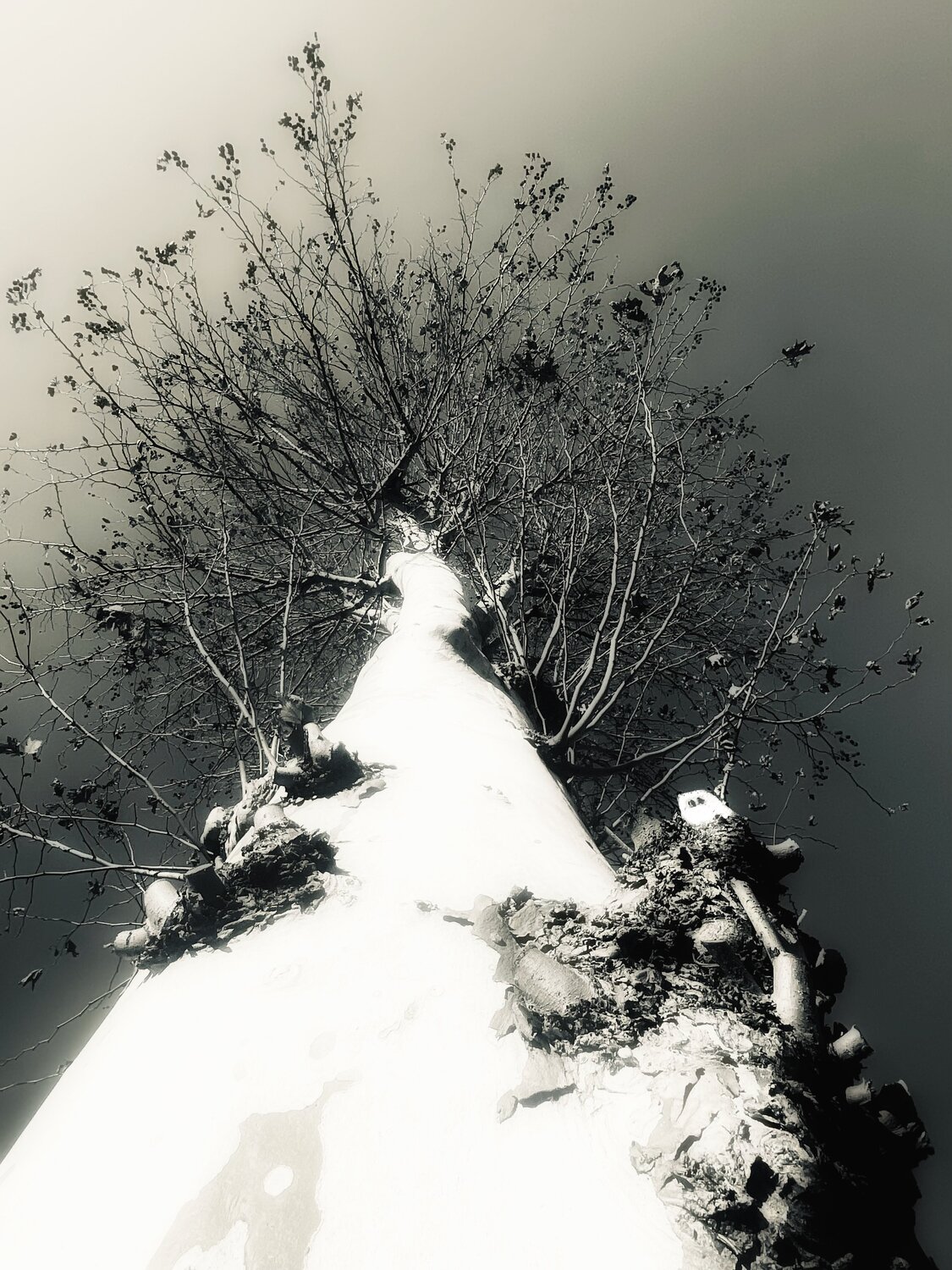 I. Peregrine Cecilia Finotti