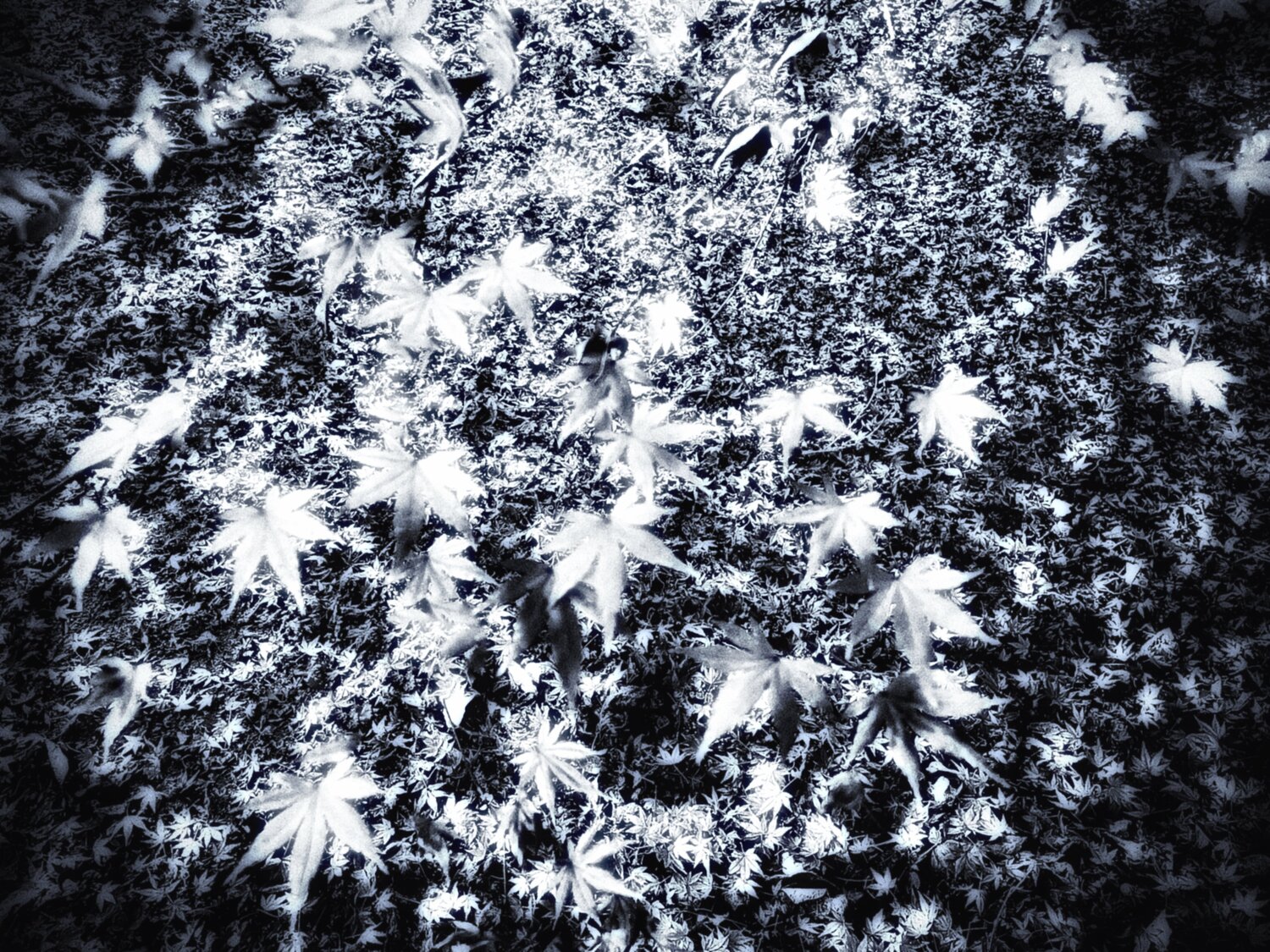 VI. Stardust Cecilia Finotti