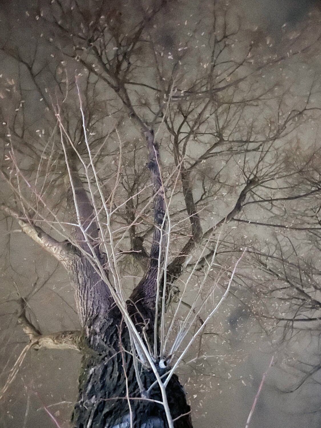 IV. Vibria Cecilia Finotti