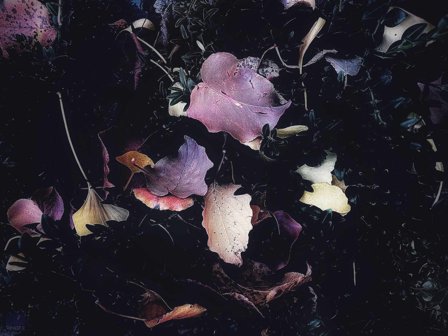 Afterglow Cecilia Finotti