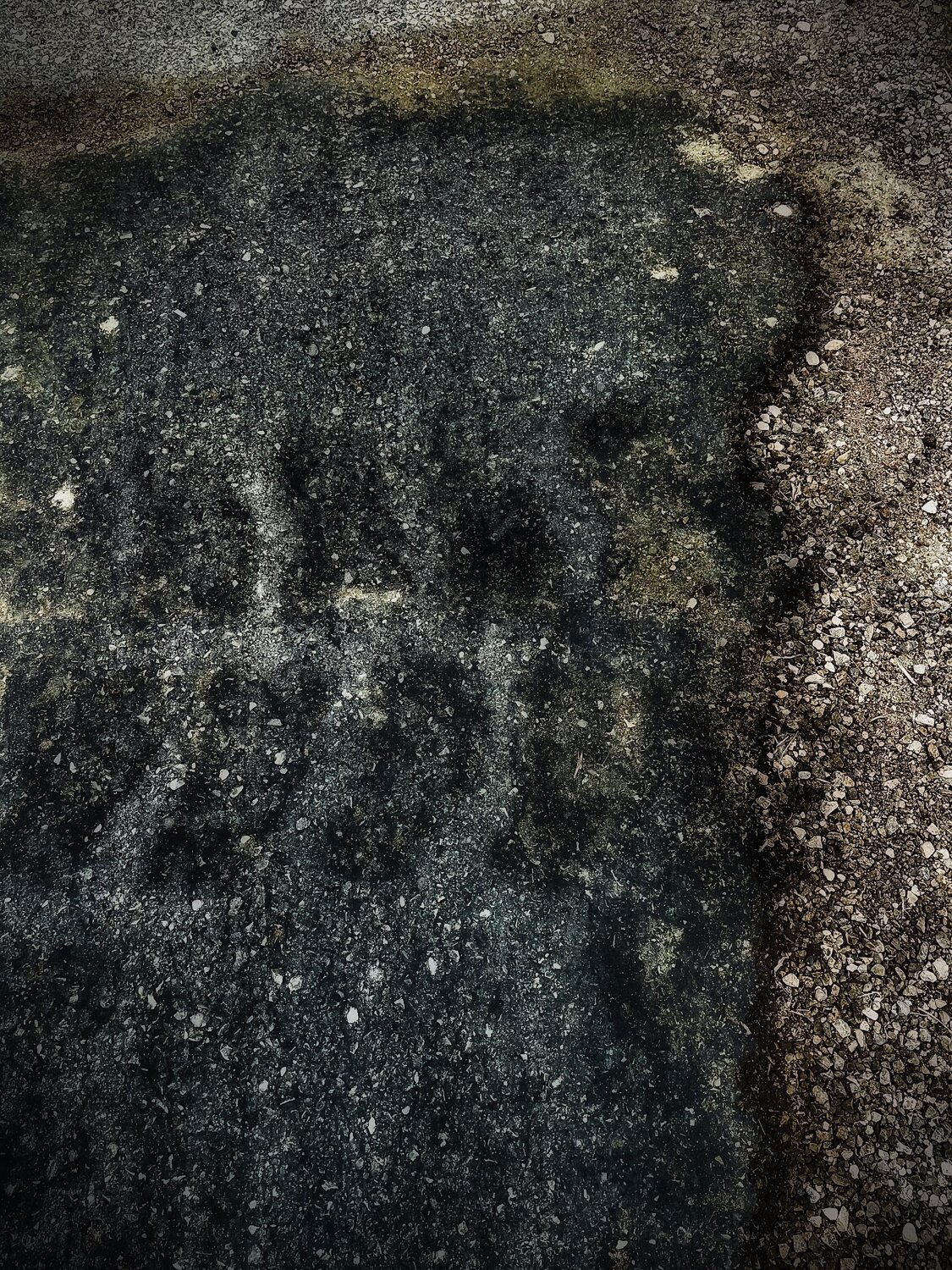 VIII. Stellar Fish Cecilia Finotti