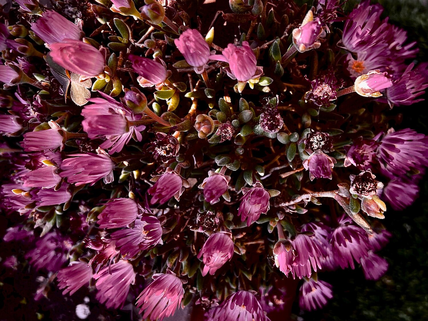 Cluster Cecilia Finotti Photography for sale