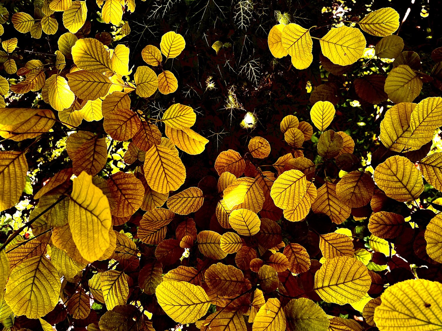 Amberfall Cecilia Finotti Photography for sale