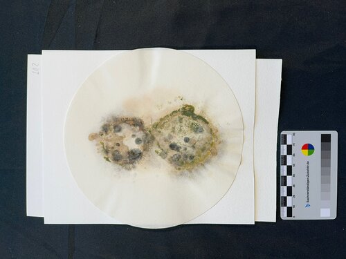 Decay-end-o van Oscar Cambra Moo, Andere media te koop op Singulart