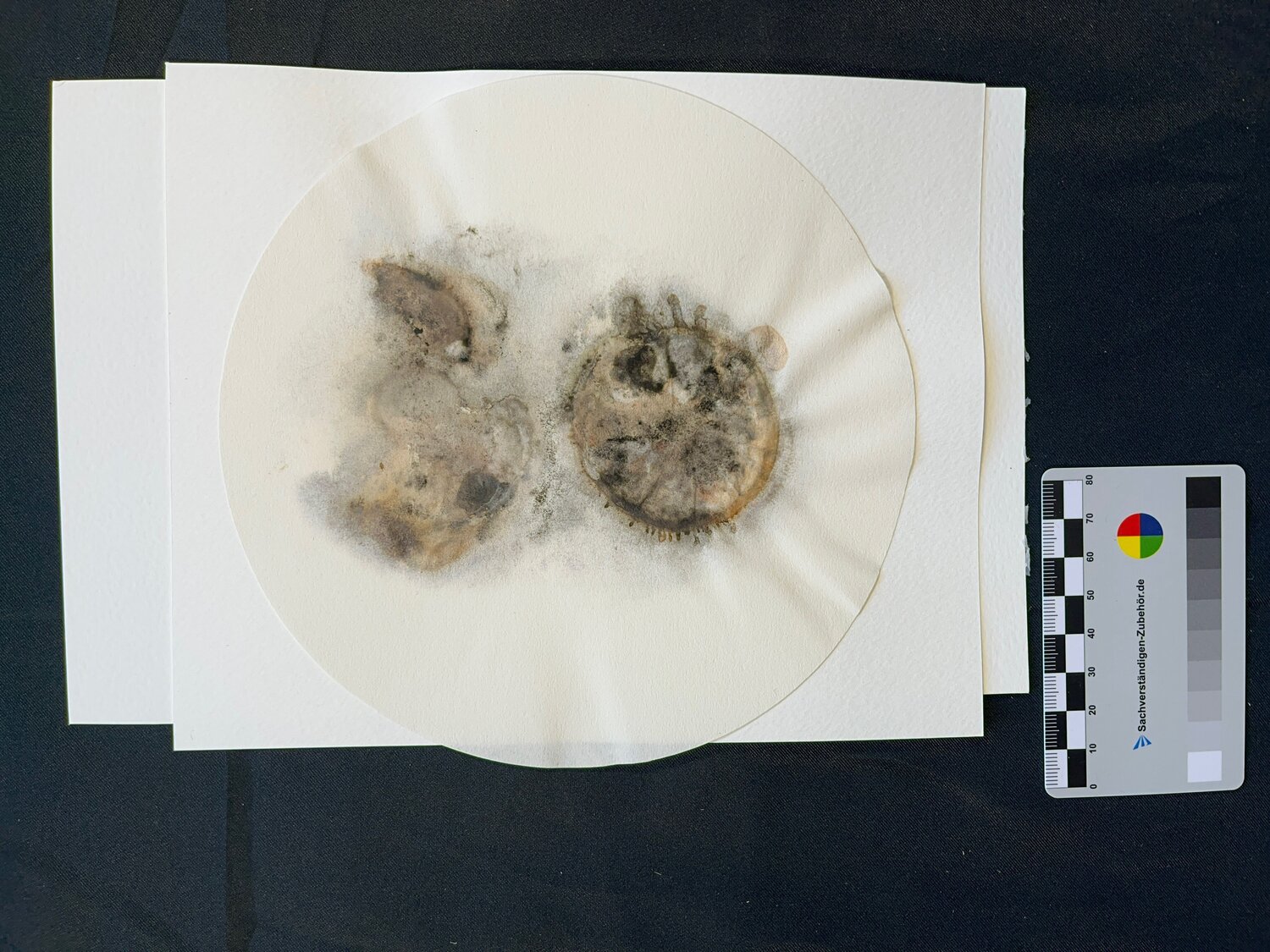 Decay-end-o Oscar Cambra Moo