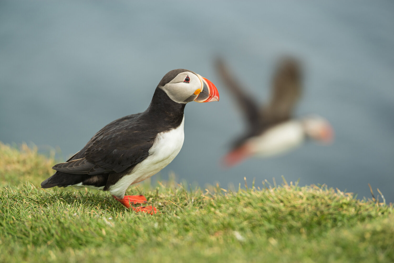 A Black and White Puffin Stands on Green Grass, Iceland Luigi Morbidelli Fotografie zu verkaufen