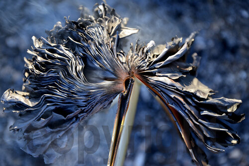 Klein d'oeil by Thierry Parezys, 사진 for Sale on Singulart