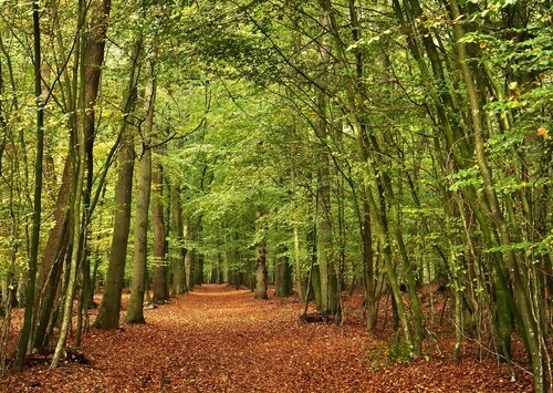 Waldspaziergang / A walk in the forest by Wolfgang Tuttlies-Kolberg, Digital for Sale on Singulart