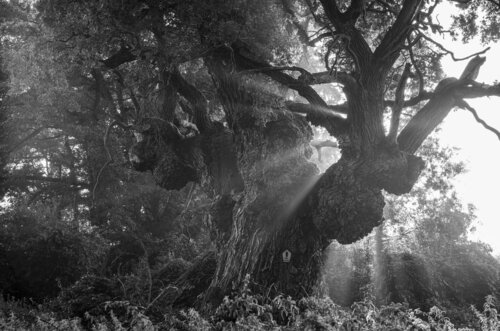 Eine wunderbare Solitär Eiche par Norbert Rosing, Photographie en vente sur Singulart