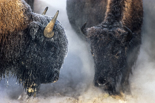 Bisons im Nebel von Norbert Rosing, Fotografie kaufen auf Singulart