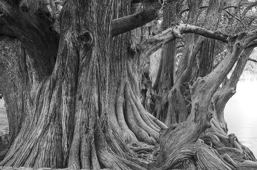 Wunderwelt eines Zypressen Baumes van Norbert Rosing, Fotografie te koop op Singulart