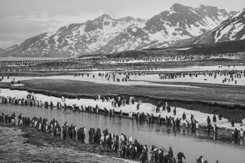 Königspinguin Kolonie auf Süd Georgien van Norbert Rosing, Fotografie te koop op Singulart