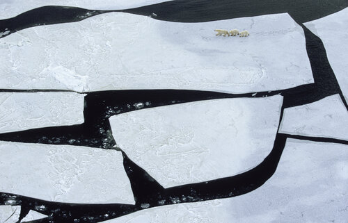 Polar bear patterns Norbert Rosing