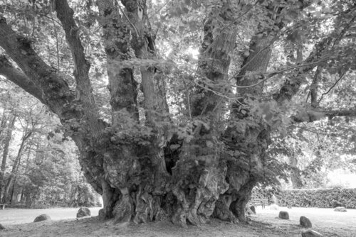 Alte Linde zu Heede van Norbert Rosing, Fotografie te koop op Singulart