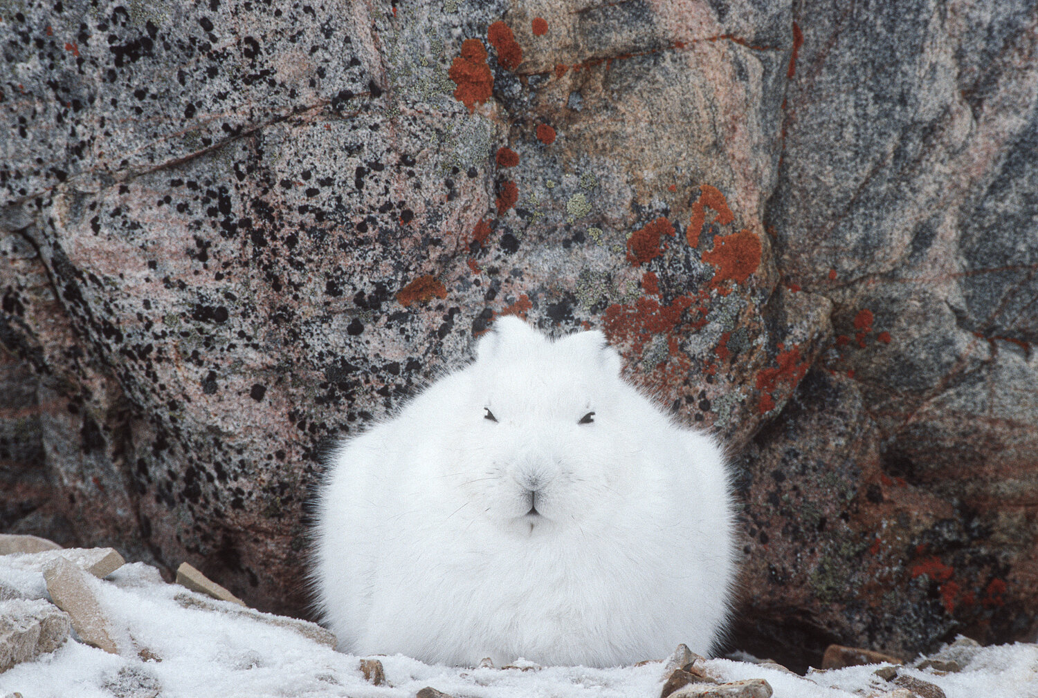 Arctic hare rest Norbert Rosing