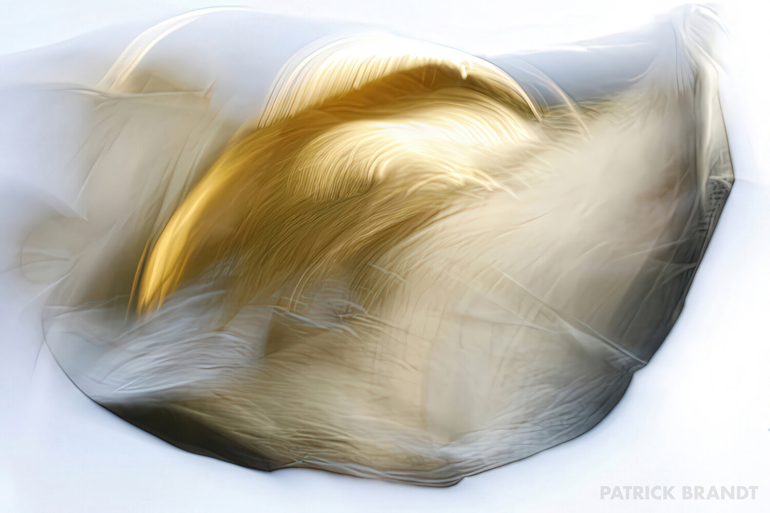 reflector Patrick Brandt