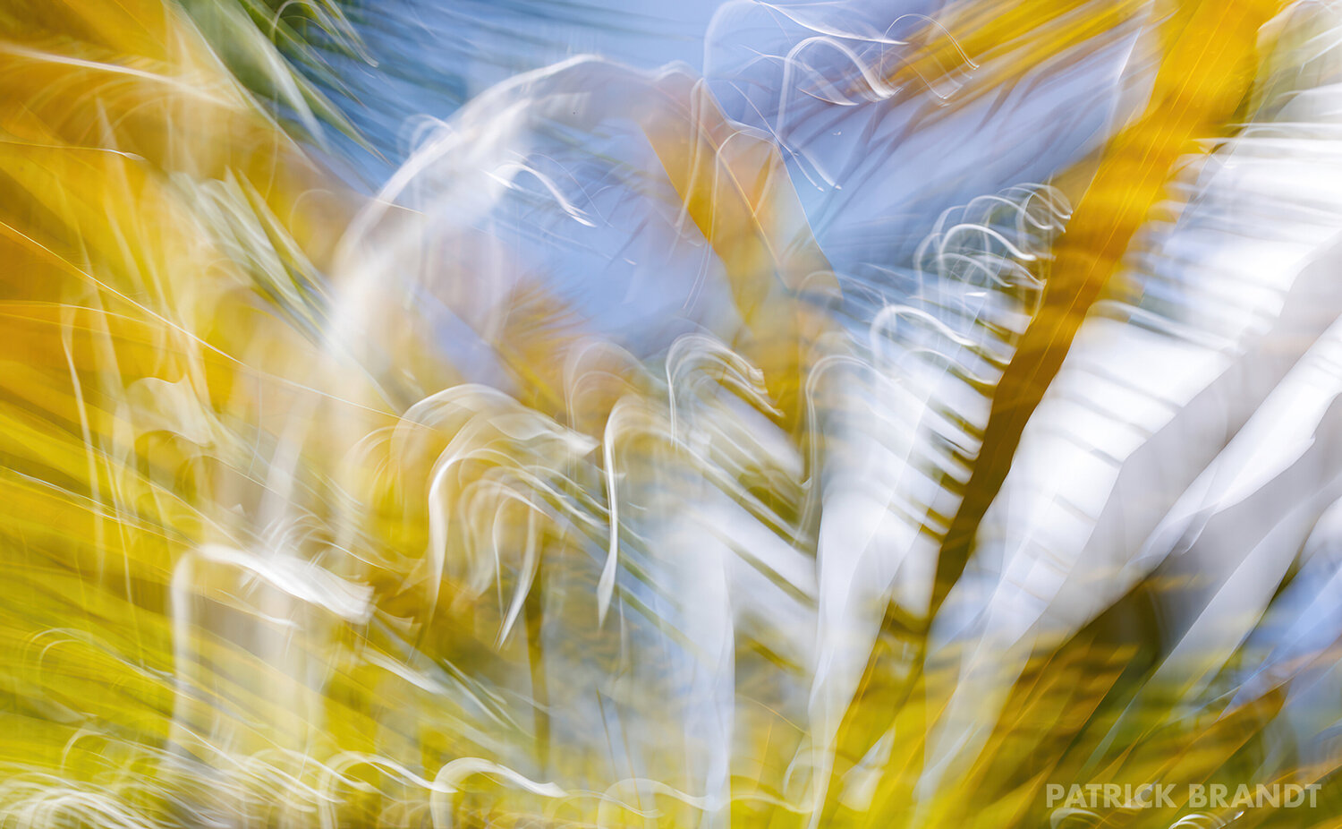 springst Patrick Brandt