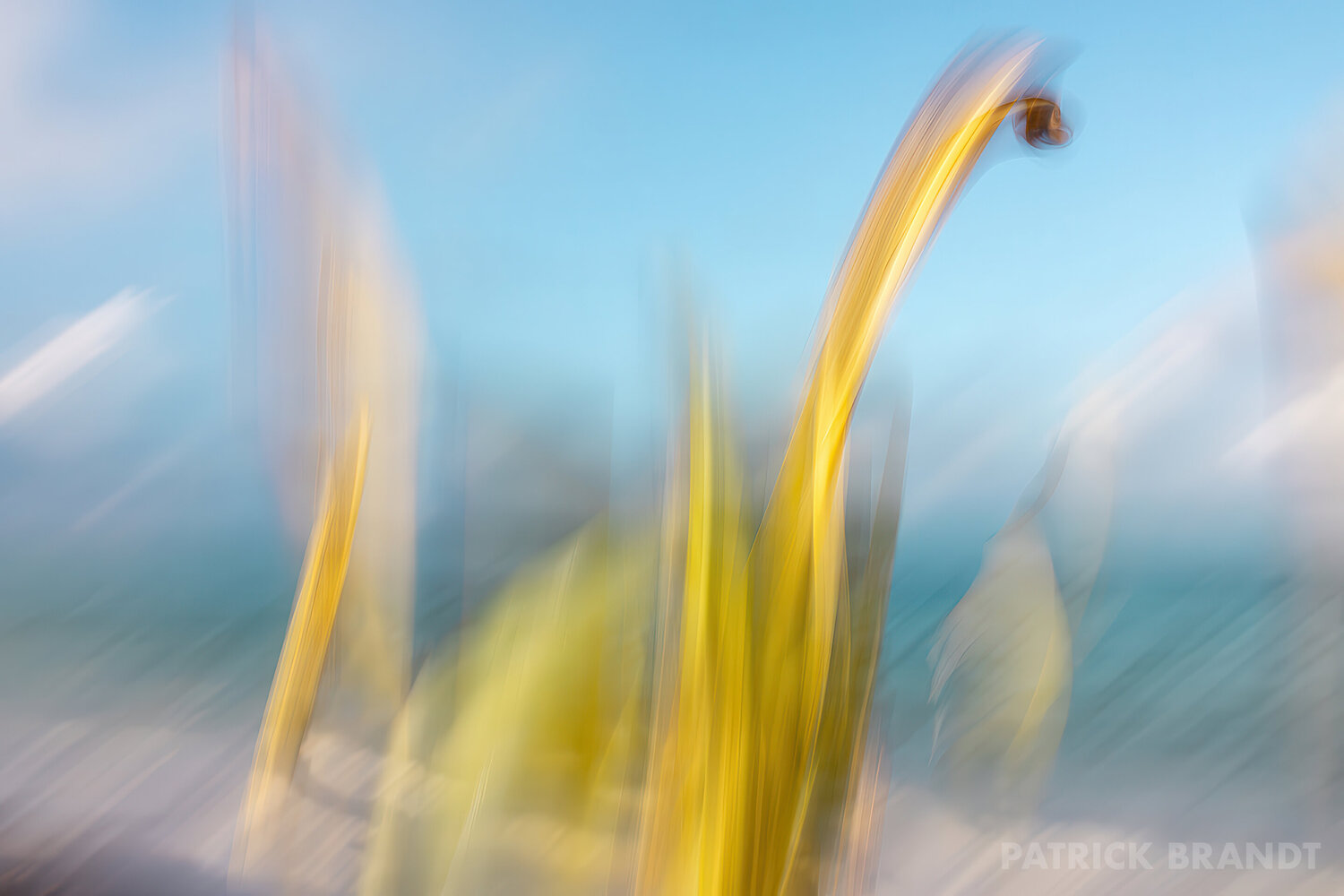 bay dance Patrick Brandt
