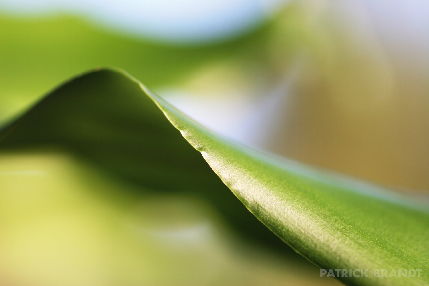 blatt 2 Patrick Brandt