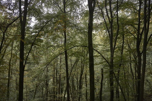 Forest_0604 de Sigitas Baltramaitis, Fotografía a la venta en Singulart
