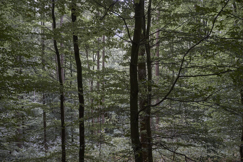 Forest_0027 de Sigitas Baltramaitis, Fotografía a la venta en Singulart