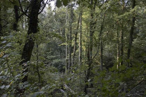 Forest_0384 de Sigitas Baltramaitis, Fotografía a la venta en Singulart