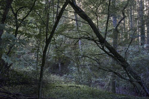 Forest_0215 de Sigitas Baltramaitis, Fotografía a la venta en Singulart