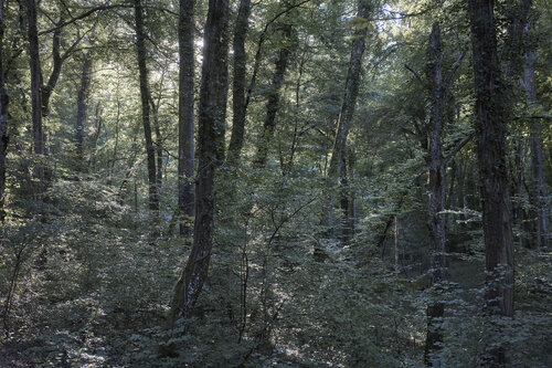 Forest_0391 de Sigitas Baltramaitis, Fotografía a la venta en Singulart