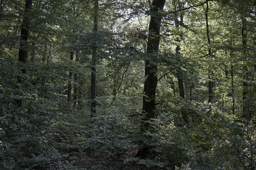 Forest_0335 de Sigitas Baltramaitis, Fotografía a la venta en Singulart