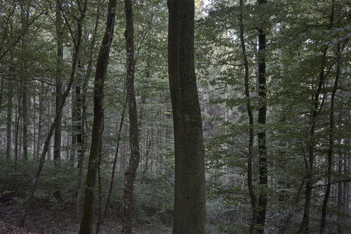 Forest_0374 de Sigitas Baltramaitis, Fotografía a la venta en Singulart