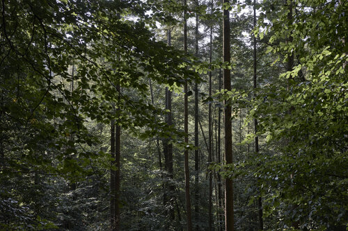 Forest_0499 de Sigitas Baltramaitis, Fotografía a la venta en Singulart