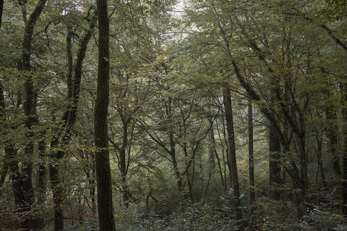 Forest_0610 de Sigitas Baltramaitis, Fotografía a la venta en Singulart