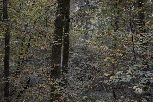 Forest_0672 de Sigitas Baltramaitis, Fotografía a la venta en Singulart