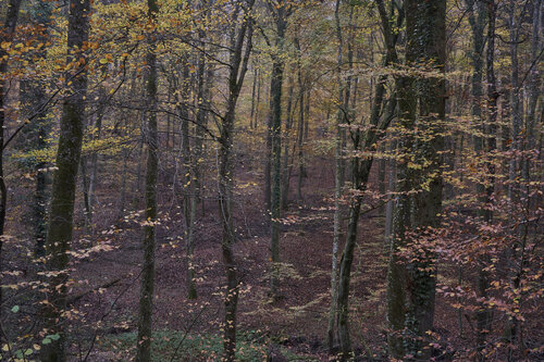 Forest_0746 de Sigitas Baltramaitis, Fotografía a la venta en Singulart