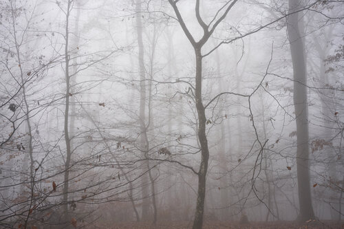 Forest_1477 by Sigitas Baltramaitis, Photography for Sale on Singulart