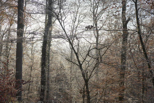 Forest_1573 Sigitas Baltramaitis