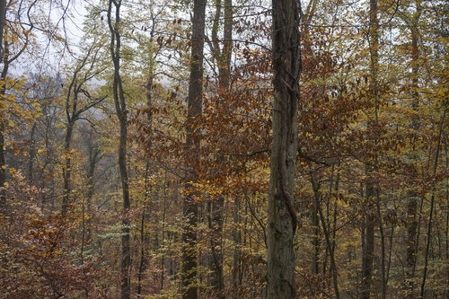 Forest_0805 di Sigitas Baltramaitis, Fotografia in vendita su Singulart