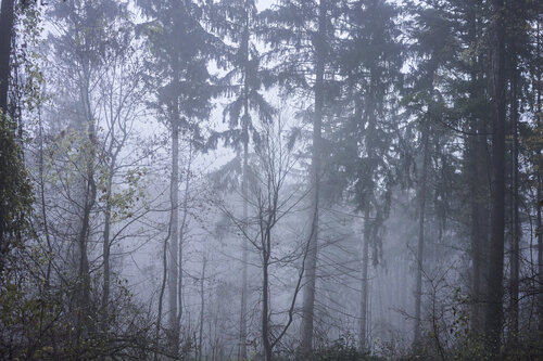 Forest_1098 Sigitas Baltramaitis