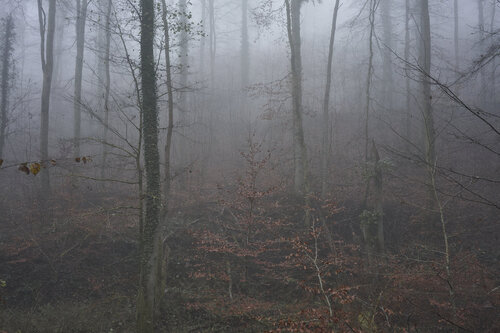 Forest_1196 di Sigitas Baltramaitis, Fotografia in vendita su Singulart