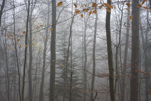 Forest_1231 van Sigitas Baltramaitis, Fotografie te koop op Singulart