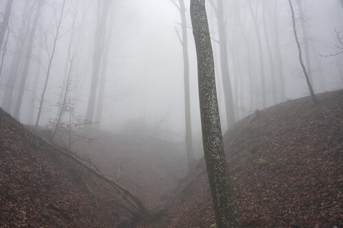Forest_1268 van Sigitas Baltramaitis, Fotografie te koop op Singulart