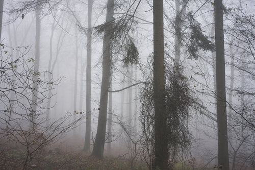 Forest_1299 di Sigitas Baltramaitis, Fotografia in vendita su Singulart