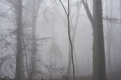 Forest_1422 di Sigitas Baltramaitis, Fotografia in vendita su Singulart