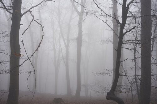 Forest_1454 Sigitas Baltramaitis