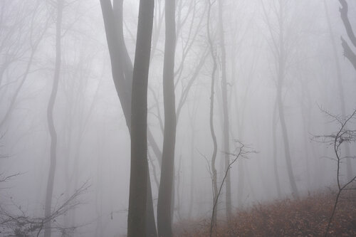 Forest_1464 van Sigitas Baltramaitis, Fotografie te koop op Singulart