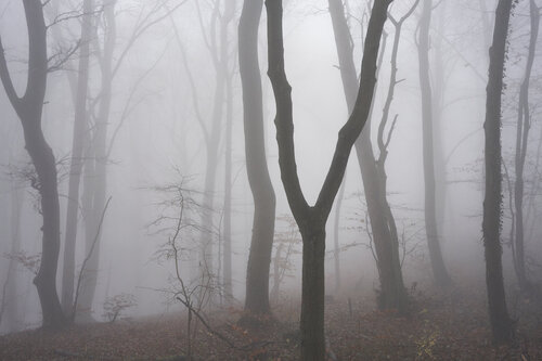 Forest_1467 di Sigitas Baltramaitis, Fotografia in vendita su Singulart