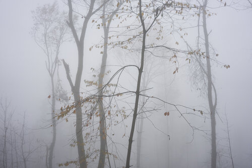 Forest_1497 Sigitas Baltramaitis