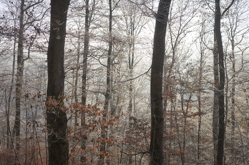 Forest_1585 van Sigitas Baltramaitis, Fotografie te koop op Singulart