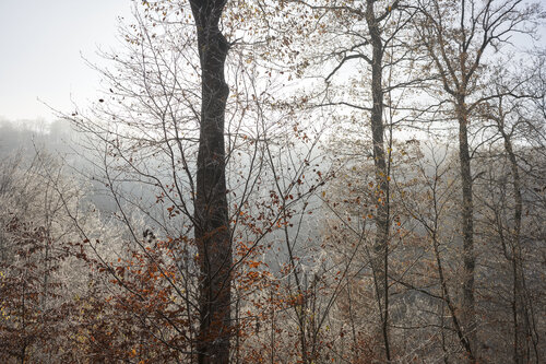 Forest_1596 di Sigitas Baltramaitis, Fotografia in vendita su Singulart